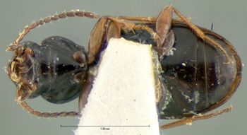 Media type: image;   Entomology 5536 Aspect: habitus ventral view
